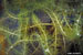 milfoil